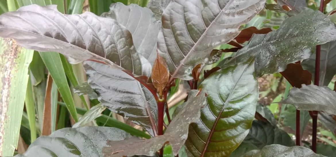 Daun puding merah (Codiaeum variegatum), Kamis 21/11/24 (Foto:Hanny)