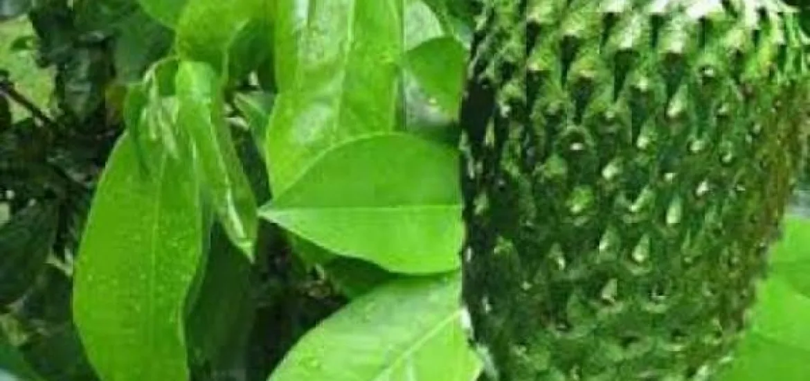 Manfaat daun sirsak, di Bengkulu, Jumat 28/02/2025 (Foto:Hanny)/Indonesiaraja.com