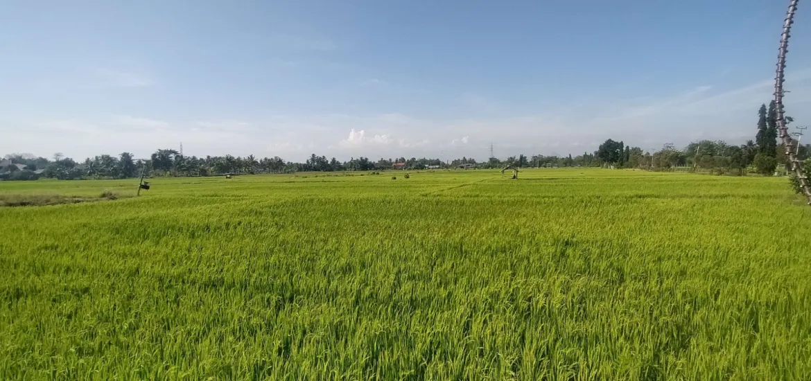 Curah hujan yang tinggi dapat menyebabkan sawah terendam air, Senin 06/01/2025 (Foto:Hanny)/Indonesiaraja.com