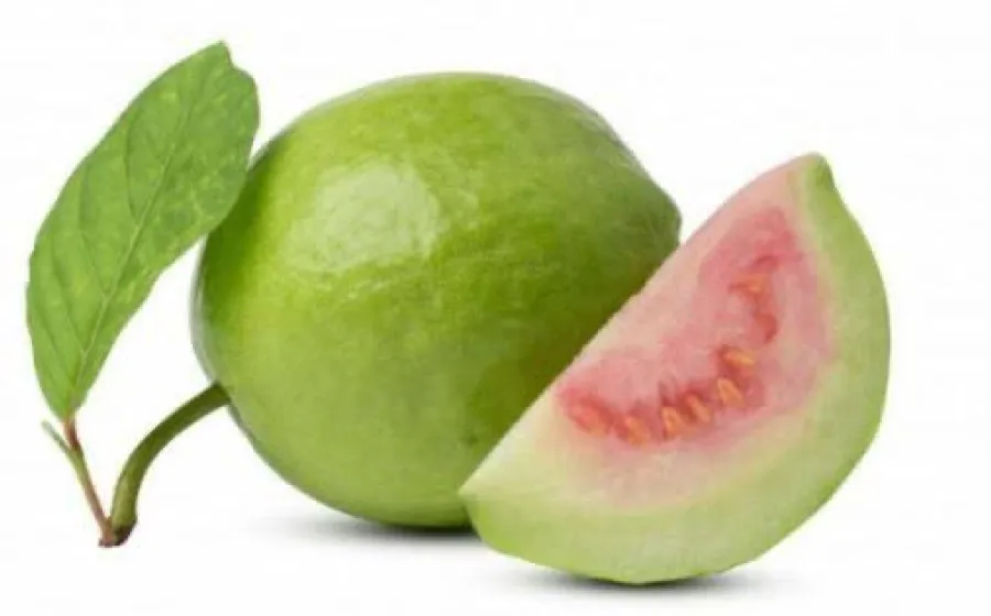 Jambu Biji bisa atasi diare, di Bengkulu, Senin 13/01/2025 (Foto:Hanny)/Indonesiaraja.com