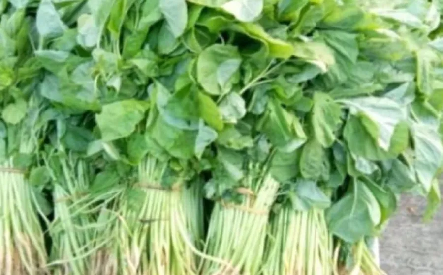 Manfaat sayur bayam bagi kesehatan tubuh, Kamis 23/01/2025 (Foto:Hanny)/Indonesiaraja.com