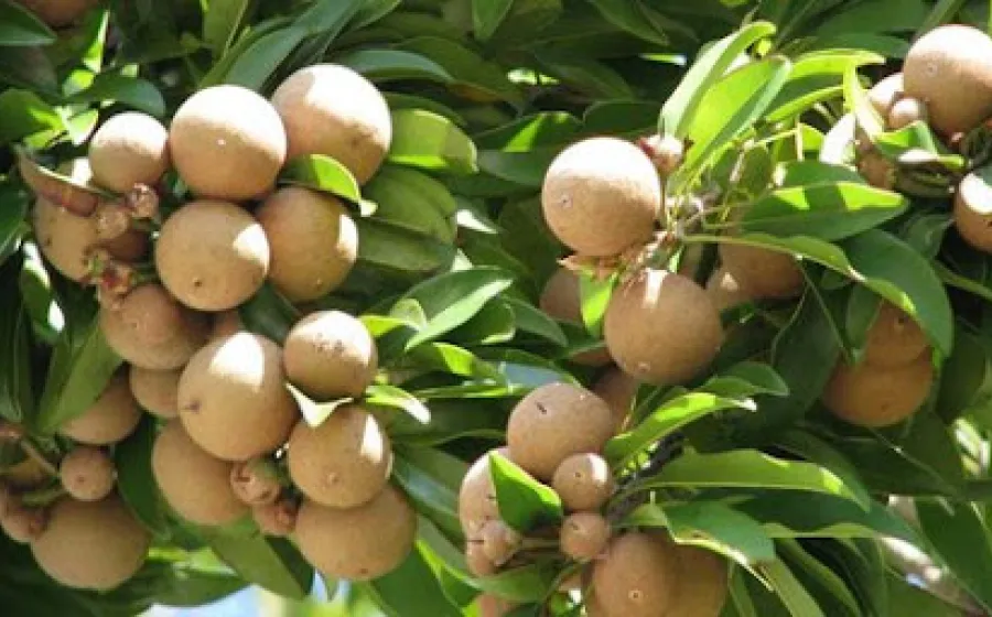 Buah  sawo memiliki banyak manfaat bagi kesehatan tubuh, Jumat 24/01/2025 (Foto:Hanny)/Indonesiaraja.com